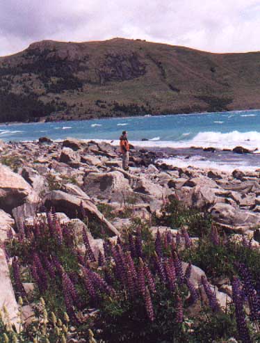 Tom by the lake, with lupins [Canon AE-1] 